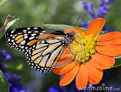 Profile Monarch Butterfly Feeding Stock Photo