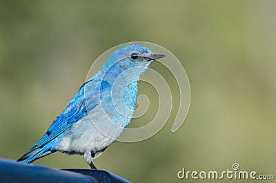 Profile of a Mountain Bluebird Stock Photo