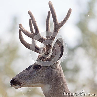 Profile of mule deer buck with velvet antler Stock Photo