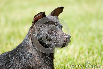 Profile of Patterdale terrier head Stock Photo