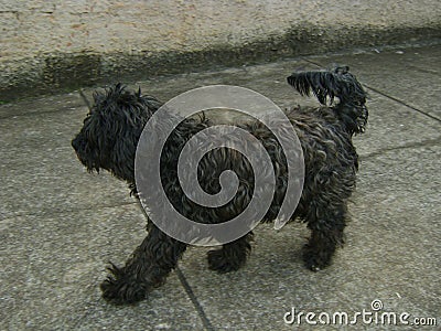 Profile photo of dog walking sidewalk Stock Photo