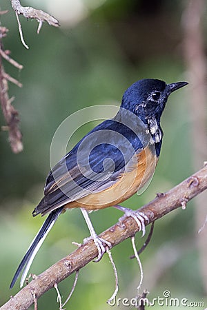 Shama Thrush Profile Stock Photo