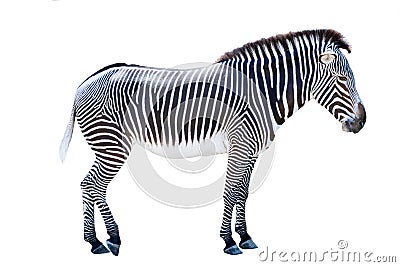 Profile photo of a zebra isolated on white Stock Photo