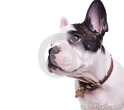 Profile picture of a cute french bulldog looking to side Stock Photo