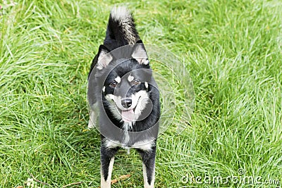 Dog - Pomsky Stock Photo