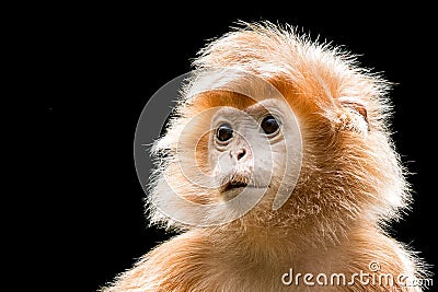 Ebony Langur IX Stock Photo