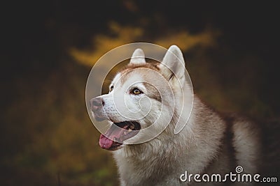 Profile Portrait of beautiful and attentive Siberian Husky dog sitting in the bright autumn forest Stock Photo