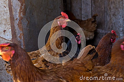 Profile portrait of a chicken. Chickens in a chicken coop Stock Photo