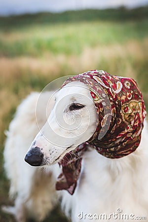 Profile Portrait of gorgeous russian borzoi dog in the scarf a la russe on her head in the field. Stock Photo