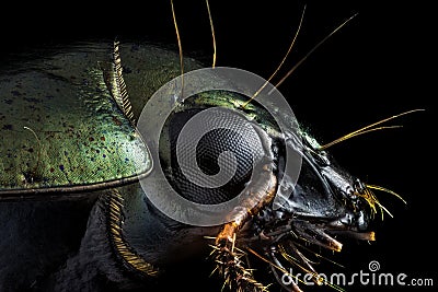 Profile portrait of a green beetle Stock Photo