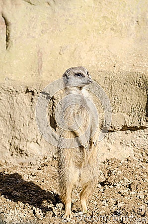 Profile Portrait on a Lone Short-Tailed Meerkat Standing to Attention on Sentry Duty Stock Photo