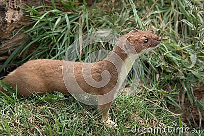 A profile portrait of a stoat Stock Photo
