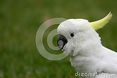 Profile portrait of a sulphur crested cockatoo. Stock Photo