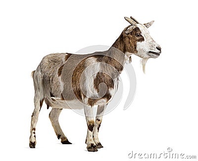 Profile of a Tibetan Pigmy Goat, isolated on white Stock Photo