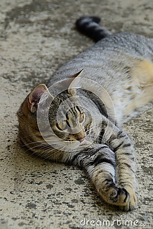 Profile of a tiger cat with yellow eyes lying under the car, cat on the left side of photo Stock Photo