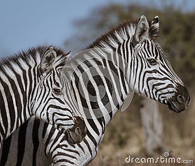 Profile of two zebras walking Stock Photo