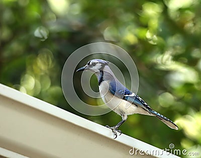 Profile view of a beautiful blue jay bird Stock Photo