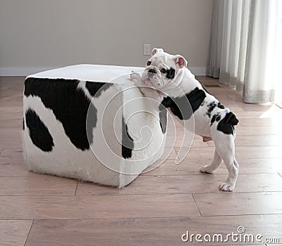 Profile view of black and white bulldog puppy dog leans on block Stock Photo