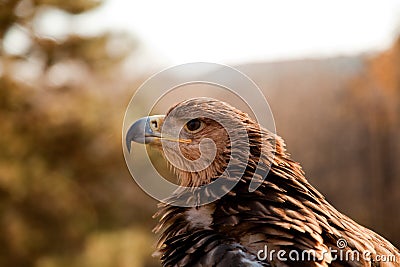 Profile view of mountain eagle Stock Photo