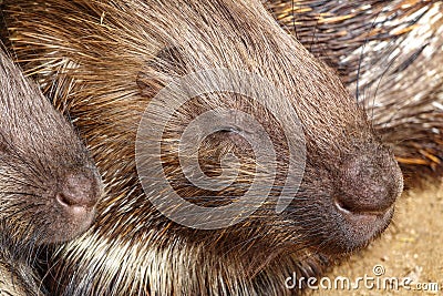 Profile of porcupine sleeping Stock Photo