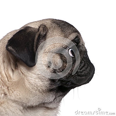 Profile view of a Pug, 7 months old Stock Photo