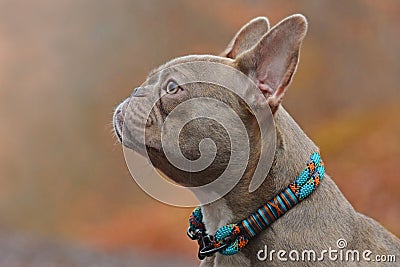 Profile view of a rare colored lilac brindle female French Bulldog dog with light amber eyes wearing rope collar Stock Photo