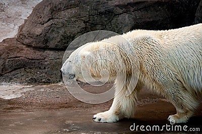 Profile of a walking polar bear Stock Photo