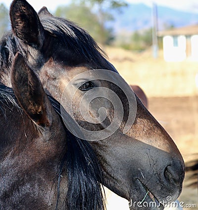 Profile wild American mustang black stallion profile headshot Stock Photo