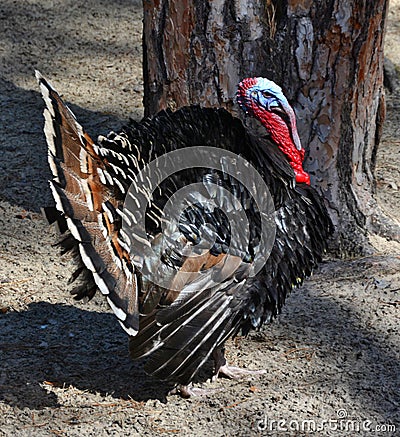 Profile of wild turkey with natural background Stock Photo