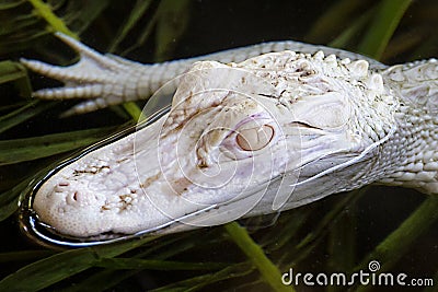 Profile Of A Young Albino Alligator Stock Photo