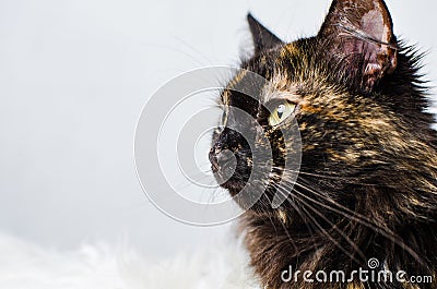 Profile of young tortoiseshell female cat on light background Stock Photo