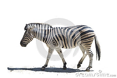 Profile zebra Stock Photo