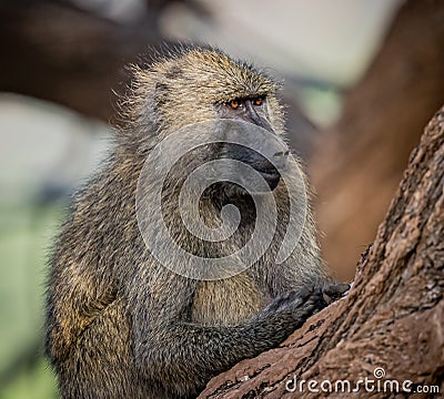 Profle and close up of adult baboon Stock Photo