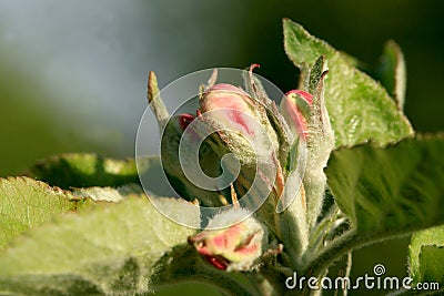 Profusely flowering young apple tree Stock Photo