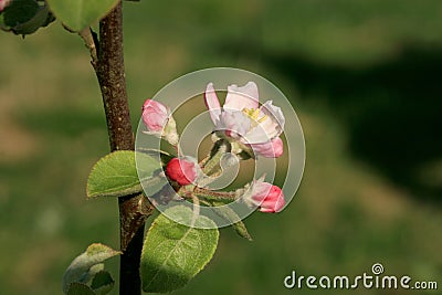 Profusely flowering young apple tree Stock Photo