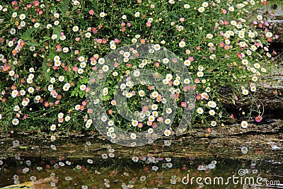 Erigeron Karvinskianus By Water Stock Photo