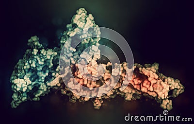 Programmed cell death 1 (PD-1, CD279, blue) immune checkpoint protein bound to programmed death-ligand 1 (PD-L1, red) protein, 3D Stock Photo