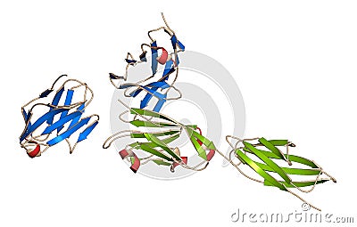 Programmed cell death 1 (PD-1, CD279, blue sheets) immune checkpoint protein bound to programmed death-ligand 1 (PD-L1, green Stock Photo