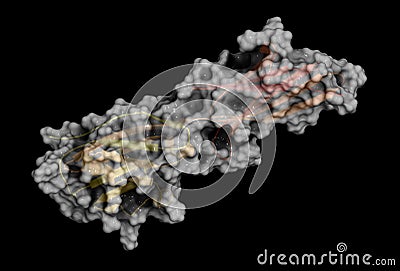 Programmed death-ligand 1 (PD-L1) protein, 3D rendering Stock Photo