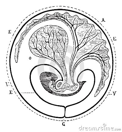 Progress of the allantoic decreased umbilical vesicle, vintage engraving Vector Illustration