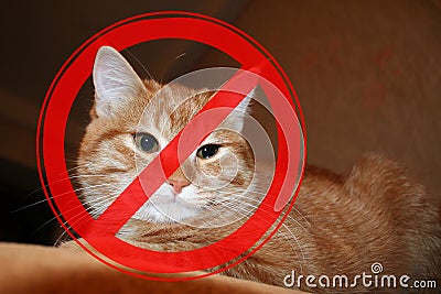 Prohibition sign on the background of redhead cat.The concept of danger from domestic and stray animals Stock Photo