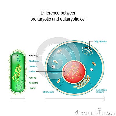 Prokaryote vs Eukaryote. Differences between Prokaryotic and Eukaryotic cells Vector Illustration