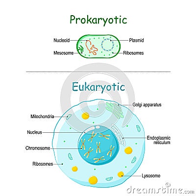 Prokaryote vs Eukaryote. illustration of eukaryotic and prokaryotic cell with text Vector Illustration