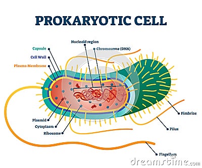 Prokaryotic cell structure diagram, vector illustration cross section labeled scheme Vector Illustration