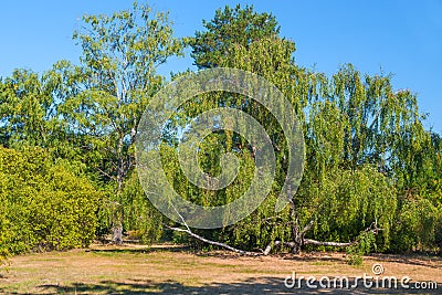 Proliferating large tree in a park Stock Photo