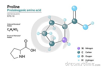 Proline. Pro C5H9NO2. Proteinogenic Amino Acid. Structural Chemical Formula and Molecule 3d Model. Atoms with Color Coding. Vector Vector Illustration