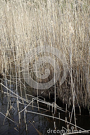 Prologue lake reed from a floating island. Texture. Grass. Stock Photo