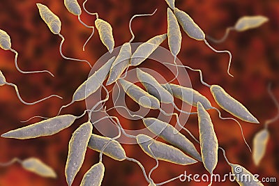 Promastigotes of Leishmania parasite Cartoon Illustration