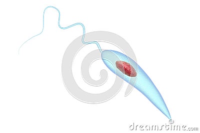 Promastigotes of Leishmania parasite Cartoon Illustration
