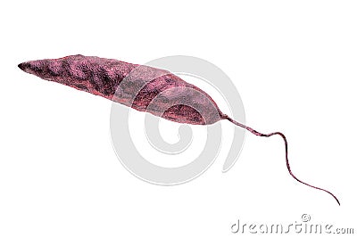 Promastigotes of Leishmania parasite Cartoon Illustration